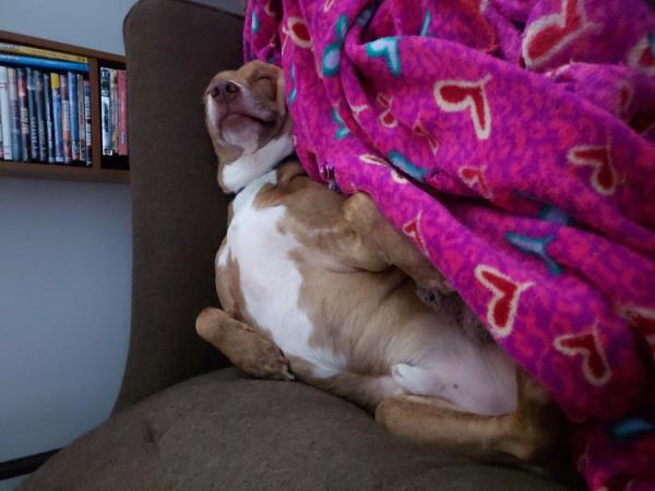 /Images/uploads/Louies Legacy Animal Rescue/cutest-rescue-pet-2023/entries/28053thumb.jpg